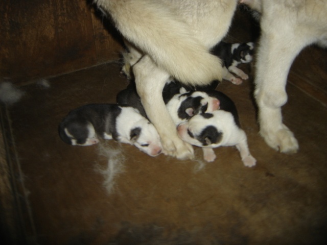 Des loups de la toundra - Siberian Husky - Portée née le 24/04/2011