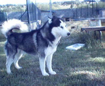 Pacha Des loups de la toundra
