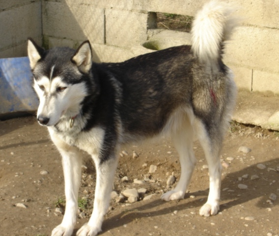Askane Des loups de la toundra