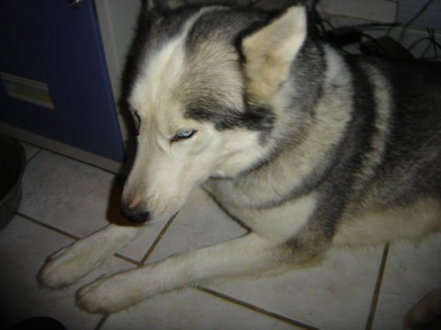Ural Des loups de la toundra