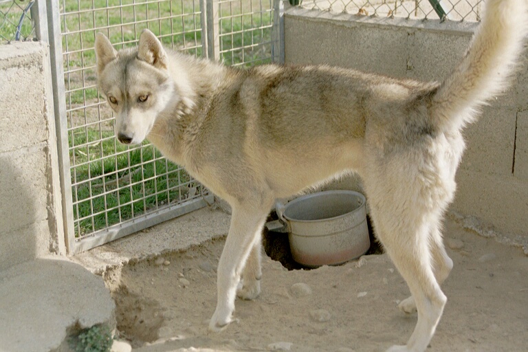 Tirkann De la baisse de leveillat