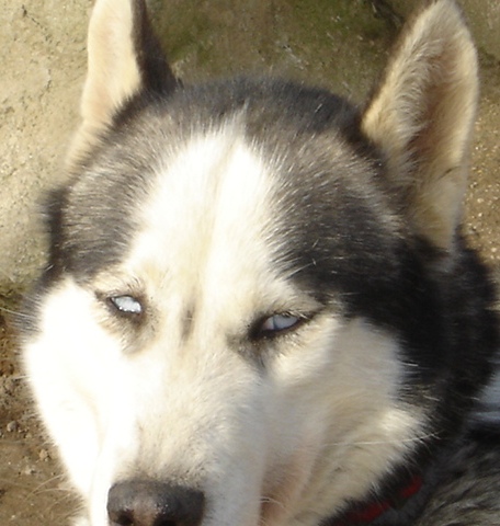 V'démon Des loups de la toundra