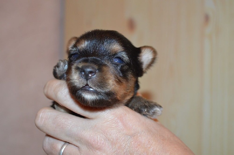 Des loups de la toundra - Yorkshire Terrier - Portée née le 15/02/2016