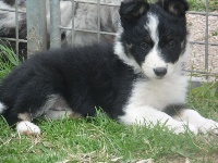 CHIOT