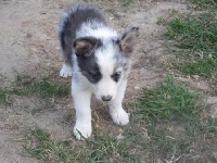 CHIOT