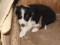 CHIOT