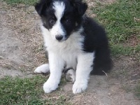 CHIOT