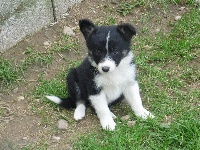 CHIOT