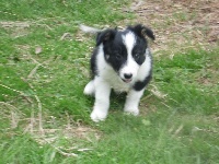 CHIOT
